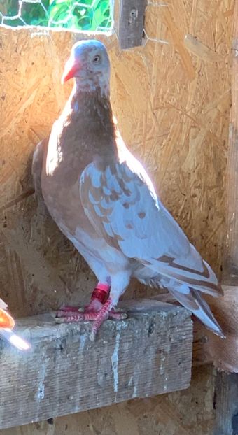  - Matca Meulemans galben