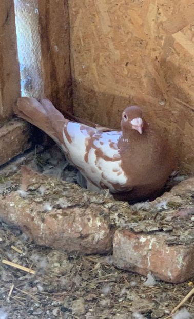  - Matca Meulemans galben