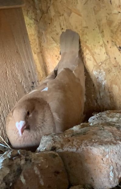  - Matca Meulemans galben