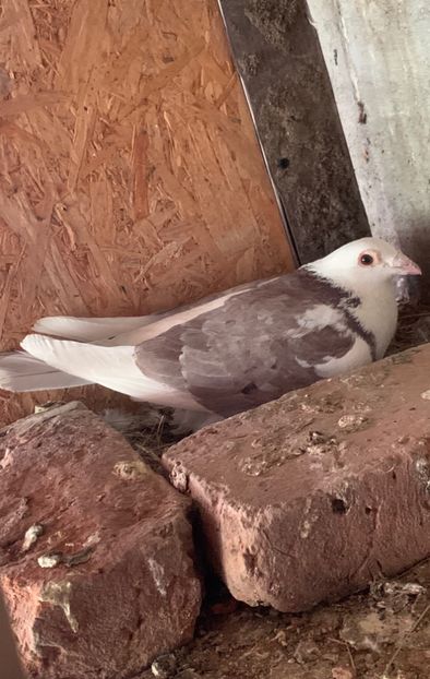  - Voiajori cuci și baltati