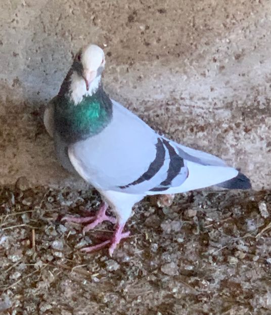  - Voiajori cuci și baltati