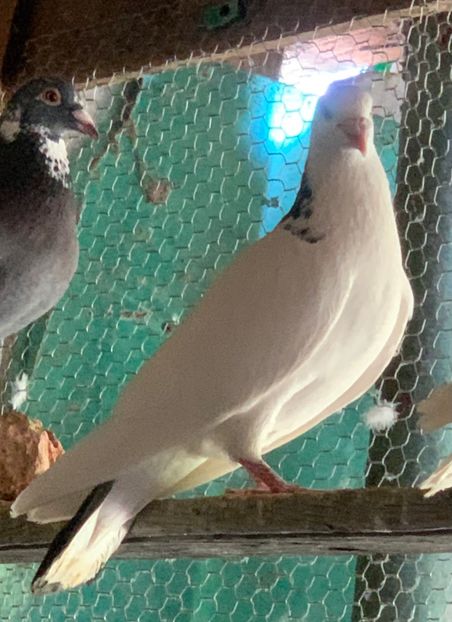  - Voiajori cuci și baltati