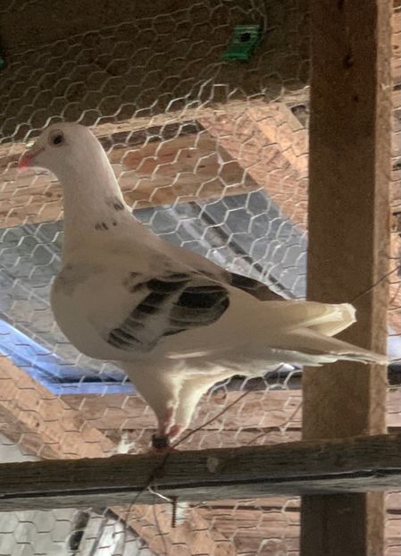  - Voiajori cuci și baltati