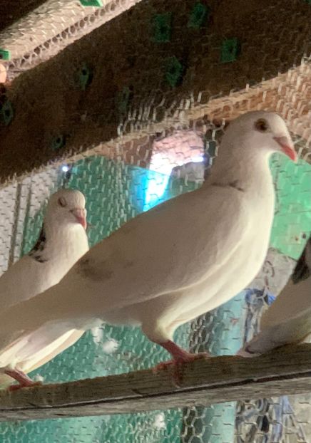  - Voiajori cuci și baltati