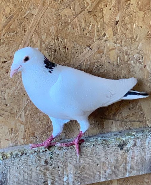  - Voiajori cuci și baltati