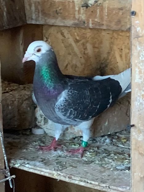  - Voiajori cuci și baltati