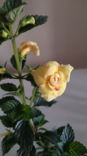  - 2025-DOUBLE YELLOW ROSE