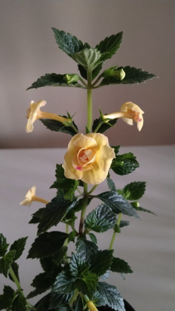  - 2025-DOUBLE YELLOW ROSE
