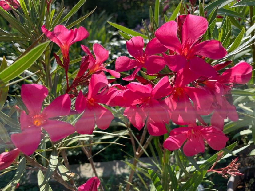  - 0006 - Leandri 2023-2024-2025