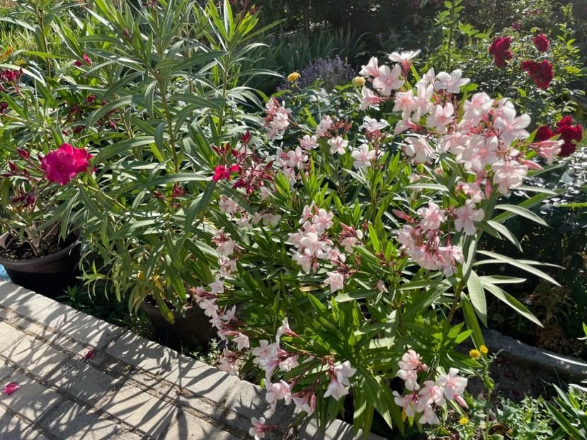  - 0006 - Leandri 2023-2024-2025