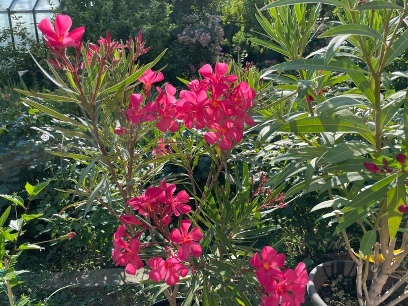  - 0006 - Leandri 2023-2024-2025