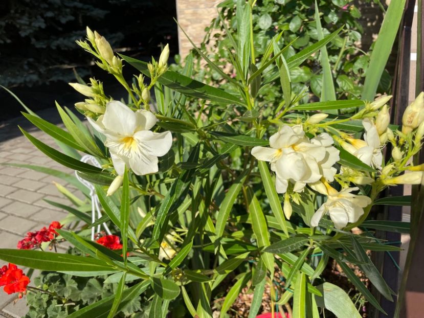  - 0006 - Leandri 2023-2024-2025