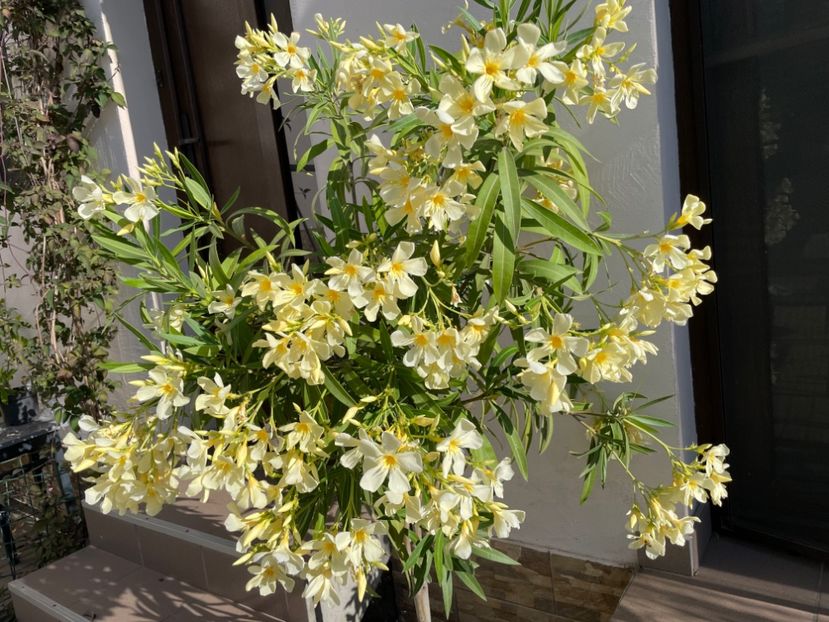  - 0006 - Leandri 2023-2024-2025