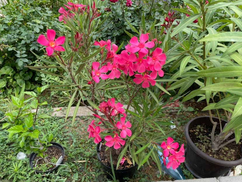  - 0006 - Leandri 2023-2024-2025