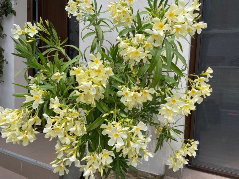  - 0006 - Leandri 2023-2024-2025