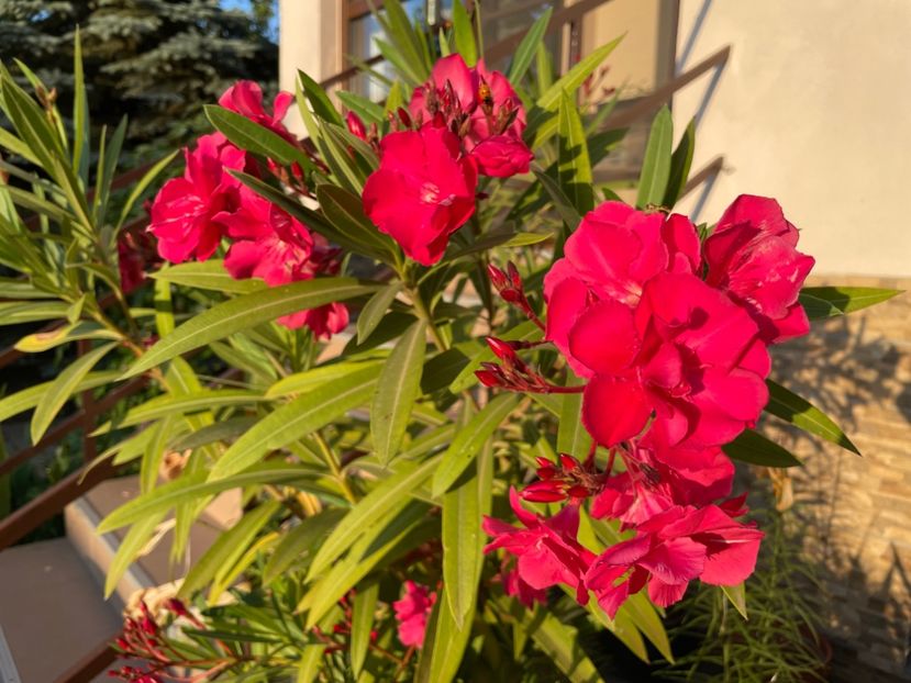  - 0006 - Leandri 2023-2024-2025