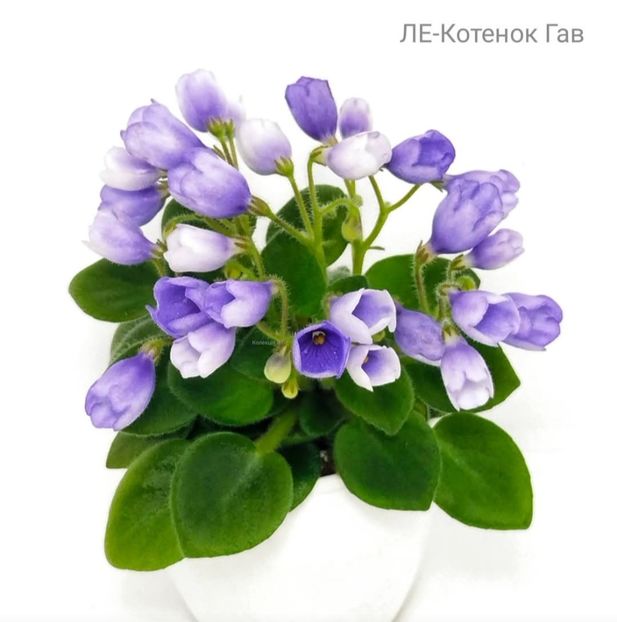 Poza net - LE-Kotenok Gav