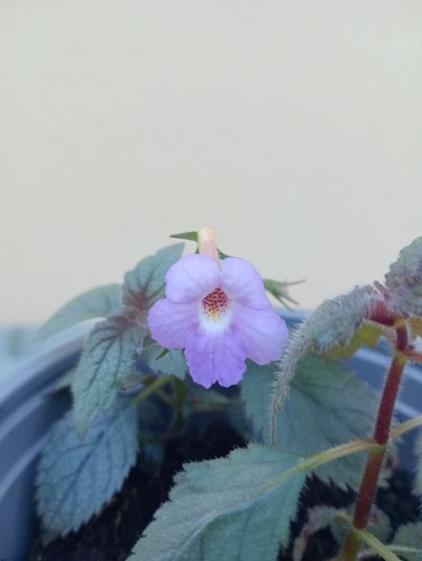 Camille Brozzoni - - - - 2025