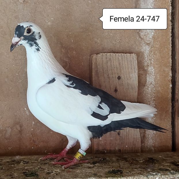 Femela 24-747 - Baltat negru