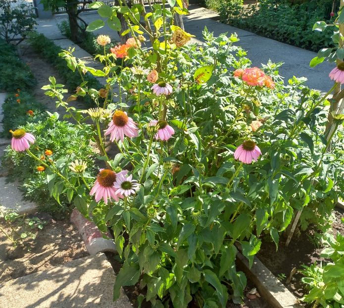 Echinaceea - Florile mele