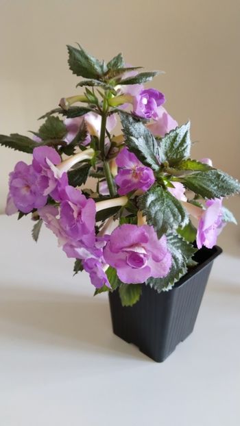  - 2025-LAVENDER ENGLISE ROSE