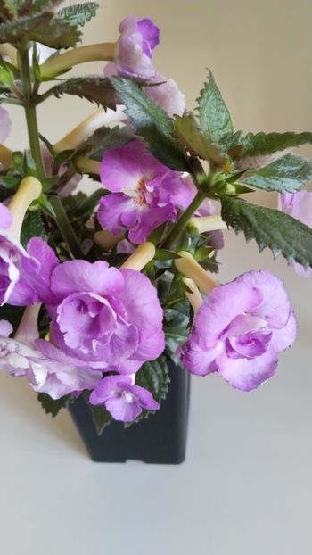  - 2025-LAVENDER ENGLISE ROSE