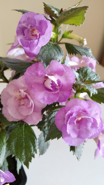  - 2025-LAVENDER ENGLISE ROSE