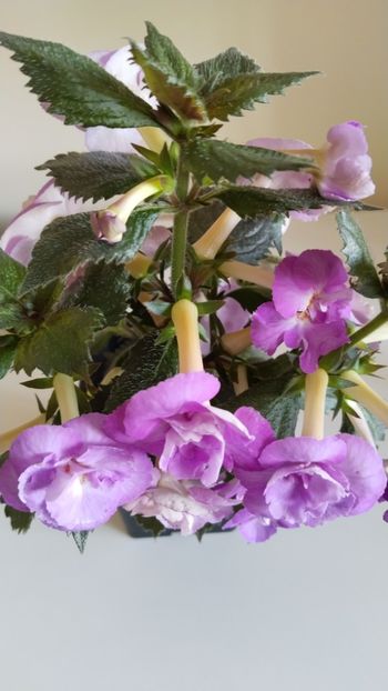  - 2025-LAVENDER ENGLISE ROSE