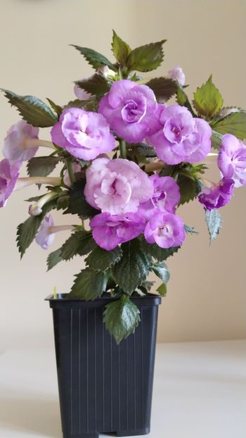  - 2025-LAVENDER ENGLISE ROSE