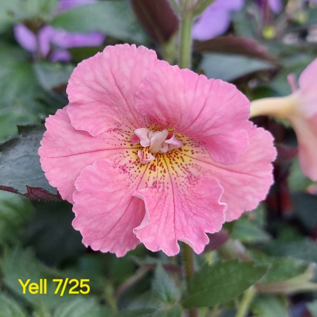 IMG-2025.06.20 - Achi din semințe BriDs 2025