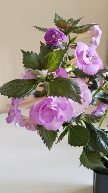  - 2025-LAVENDER ENGLISE ROSE