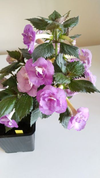  - 2025-LAVENDER ENGLISE ROSE