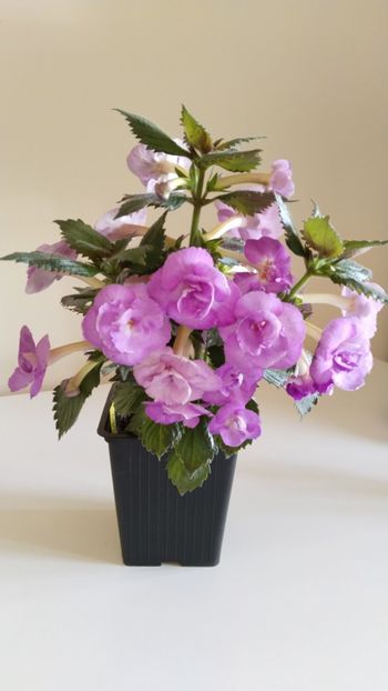  - 2025-LAVENDER ENGLISE ROSE