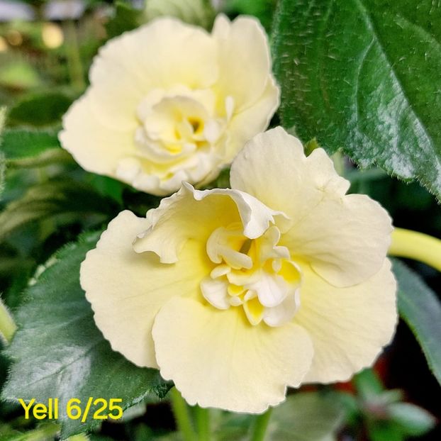 IMG-2025.06.20 - Achi din semințe BriDs 2025