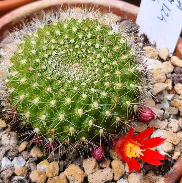 Rebutia minuscula hb Berylloides - Rebutia minuscula hb Berylloides Star J 124