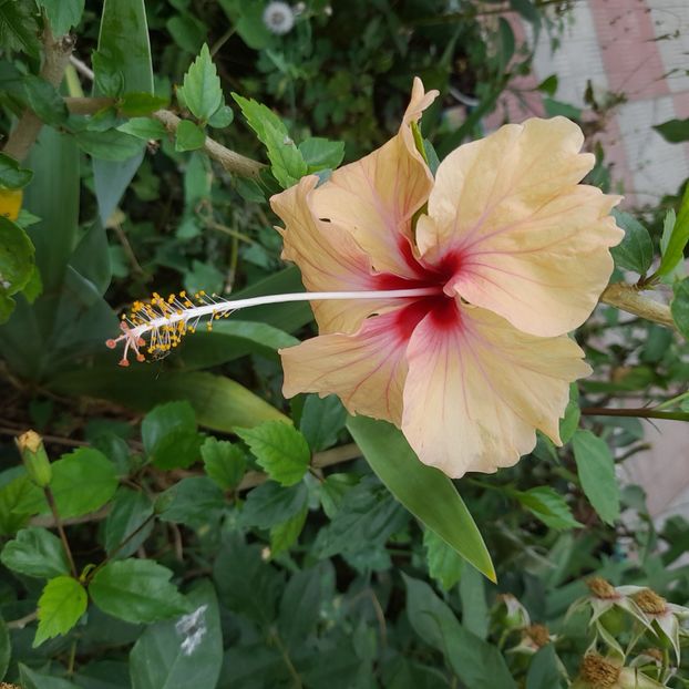 30.06.2025 - HIBISCUSI 2025-3