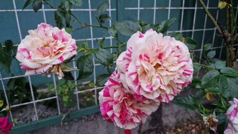 f409775d-0e38-4da9-a79d-070f580eac53-1_all_57609 - 2025