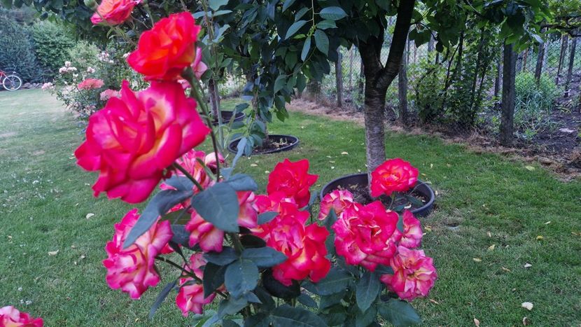 f409775d-0e38-4da9-a79d-070f580eac53-1_all_57612 - 2025