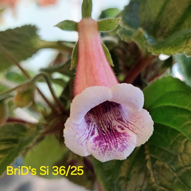 IMG-20250622 - Sinningia din semințe hibrizi Dna Dietze 2025