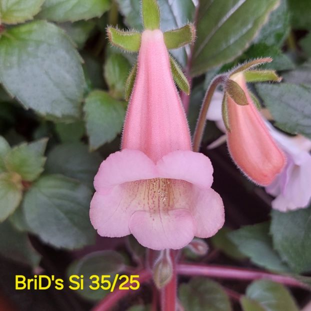 IMG-20250622 - Sinningia din semințe hibrizi Dna Dietze 2025