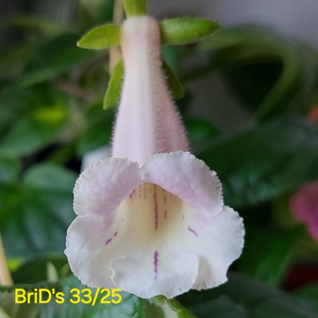 IMG-20250620 - Sinningia din semințe hibrizi Dna Dietze 2025