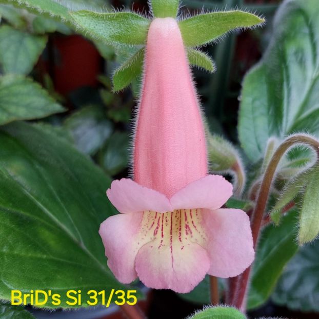 IMG-20250619 - Sinningia din semințe hibrizi Dna Dietze 2025