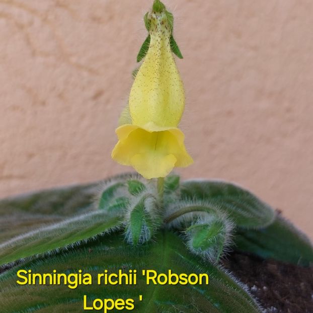 IMG-202506.06.24 - 2-La Familia Dietze