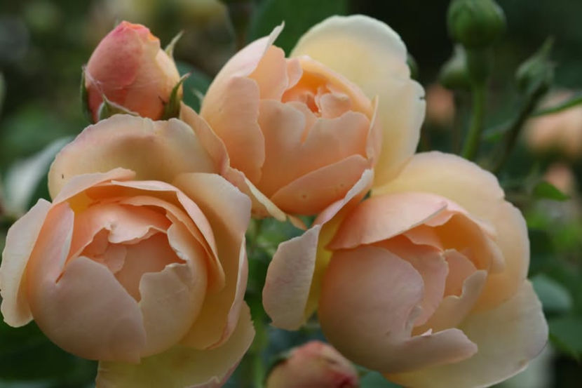 Wollerton Old Hall (urcator) 60 lei - Toamna 2025