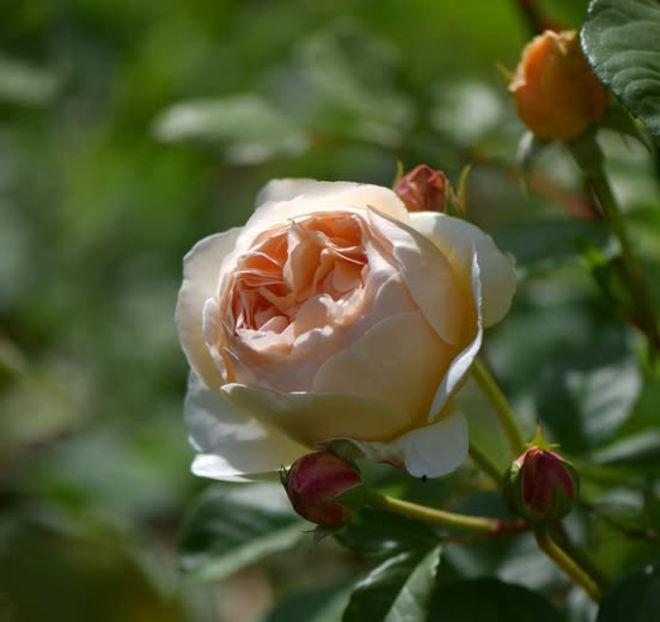 Wollerton Old Hall (urcator) 60 lei - Toamna 2025