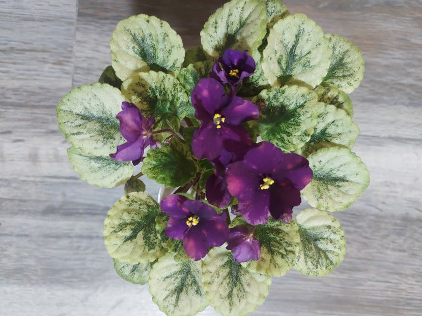  - Violeta SV Gorod Sevastopoljv