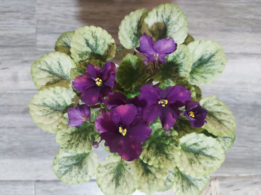  - Violeta SV Gorod Sevastopoljv