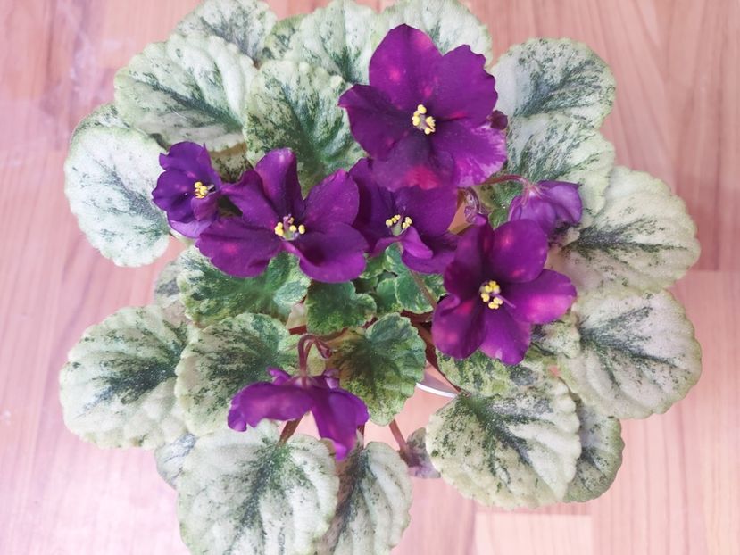  - Violeta SV Gorod Sevastopoljv