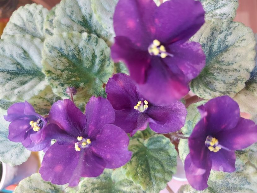  - Violeta SV Gorod Sevastopoljv