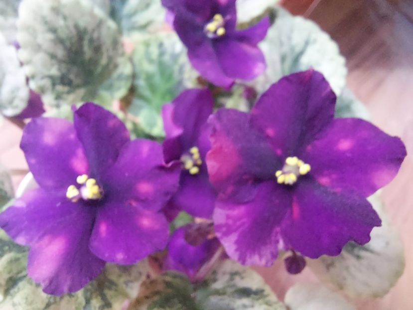  - Violeta SV Gorod Sevastopoljv